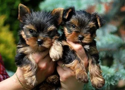 Jorkšírský teriér s PP.