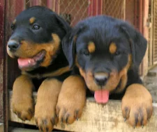 Prodám štěňata rotvajlera s PP kupírován
