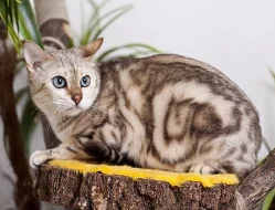 Bengálská kočka koťata s PP