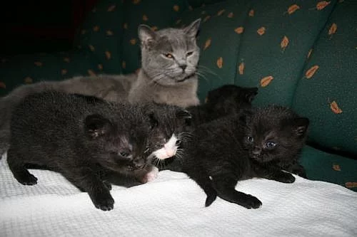 DARUJI křížence koťat BRITSKÉ MODRÉ KOČKY