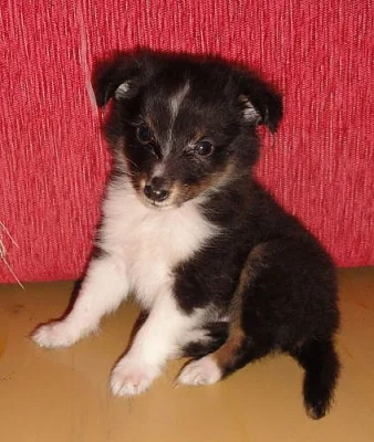 Sheltie