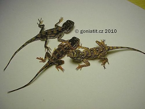 Drobný druh agam - vzácný odchov !