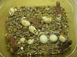 Drobný druh agam - vzácný odchov !