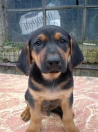 Kříženec Německý ovčák + Maďarský ohař