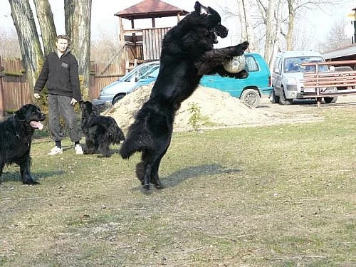 Novofundlandský pes