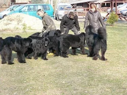 Novofundlandský pes