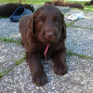 Flat coated retriever, štěňata s PP, hnědá i černá