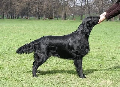 Flat coated retriever, štěňata s PP, hnědá i černá