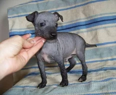 American hairless terrier