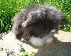 Teddy beránci, teddy králíčci