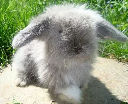 Teddy beránci, teddy králíčci