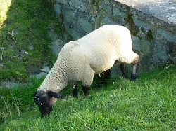 Prodám beránka Suffolk