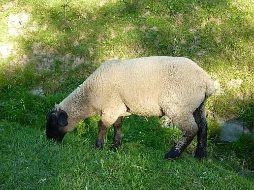 Prodám beránka Suffolk