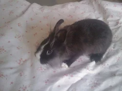 zakrslí králíčci