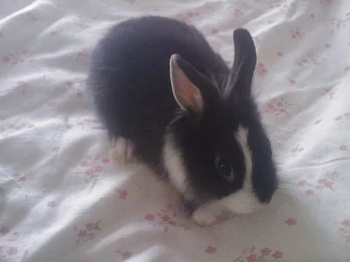 zakrslí králíčci