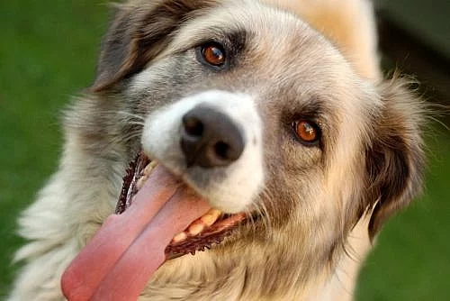 Profi FOTOGRAFIE vašich MAZLÍČKŮ