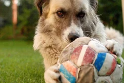 Profi FOTOGRAFIE vašich MAZLÍČKŮ