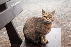 Profi FOTOGRAFIE vašich MAZLÍČKŮ