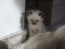 Prodám koťata ragdoll