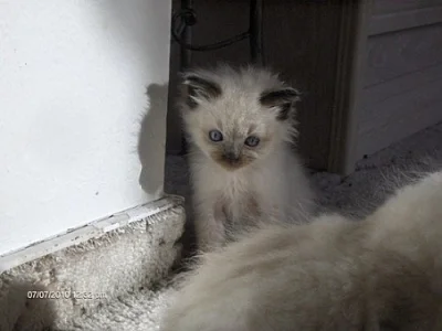 Prodám koťata ragdoll