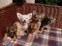 Čivava štěňátka s PP