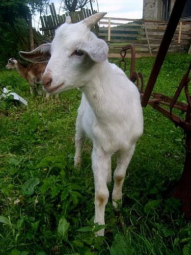 Prodám kozlíky na chov i maso