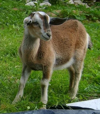 Prodám kozlíky na chov i maso