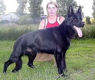 krytí