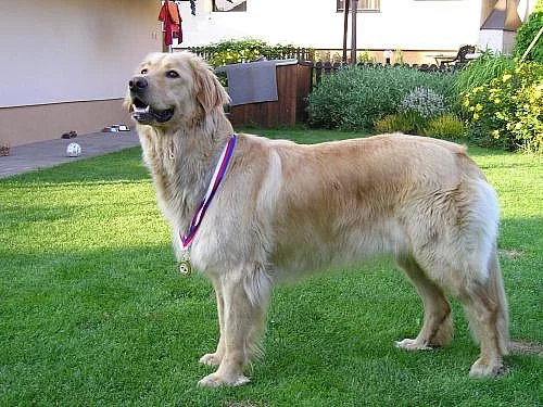 Hovawart štěňata s PP