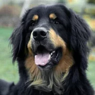 Hovawart štěňata s PP