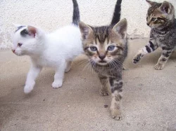 Koťátka ihned k odběru!!!