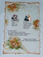 Yorkshire terrier s PP