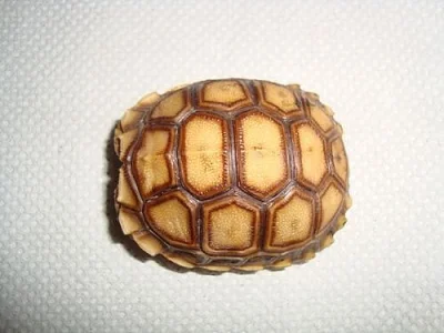 ŽELVA OSTRUHATÁ - geohelone sulcata