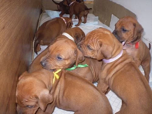 Rhodéský ridgeback - štěňata s PP