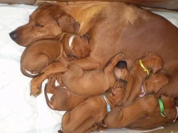 Rhodéský ridgeback - štěňata s PP