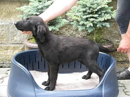 Prodám štěňátka Flat Coated Retrieverů