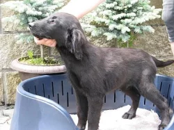 Prodám štěňátka Flat Coated Retrieverů