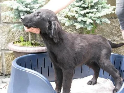 Prodám štěňátka Flat Coated Retrieverů