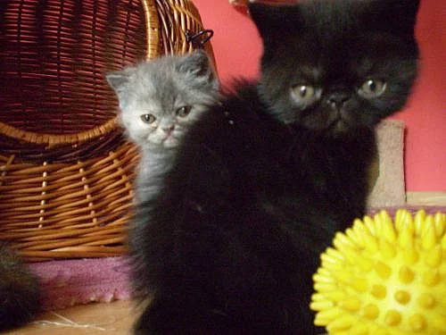 Perská exotická koťata