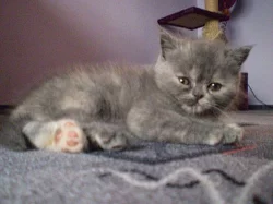 Perská exotická koťata