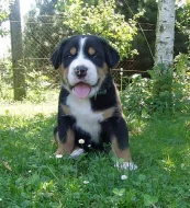 Velký švýcarský salašnický pes