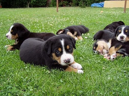 Velký švýcarský salašnický pes