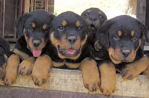 Prodám štěňata rotvajlera s PP kupírován