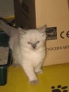 Koťátka Ragdoll s PP