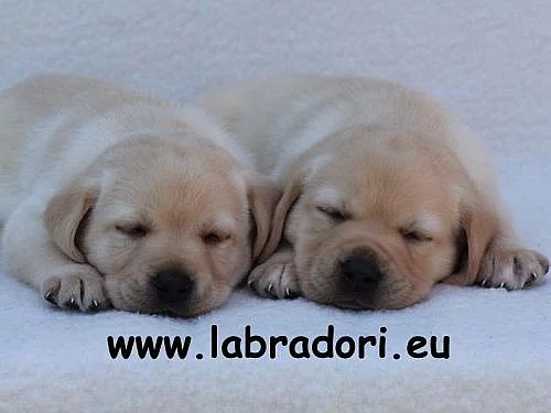 Štěńátka Labrador Retriever s PP