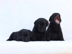 Štěńátka Labrador Retriever s PP
