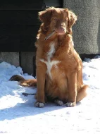 Nova scotia duck toll.retrívr