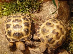 suchozemská želva čtyřprstá (stepní), testudo hors