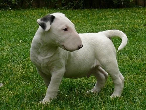 Bulterier - MARSO Bullterier