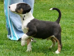 Bulterier - MARSO Bullterier